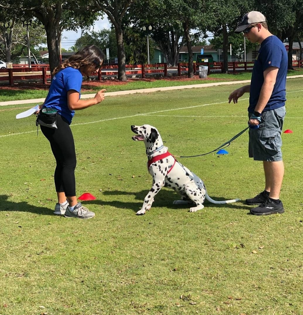 Crown Dog Training